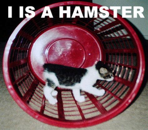 I Is A Hamster Error Access Denied