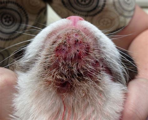 Chin Cat Acne Symptoms Treatment At Home And Prevention Dogs Cats Pets