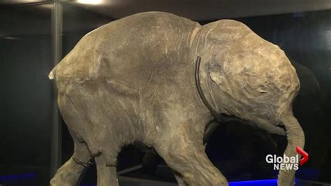 Watch The Worlds Most Complete Preserved Mammoth On Display In