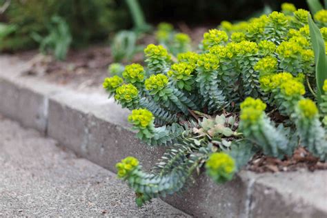 Euphorbia Plant Care And Growing Guide