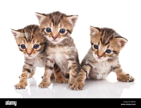 Beautiful Tabby Kittens Stock Photo Alamy