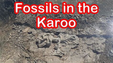 S1 Ep 10 Amazing Fossils Discovered In The Karoo Youtube