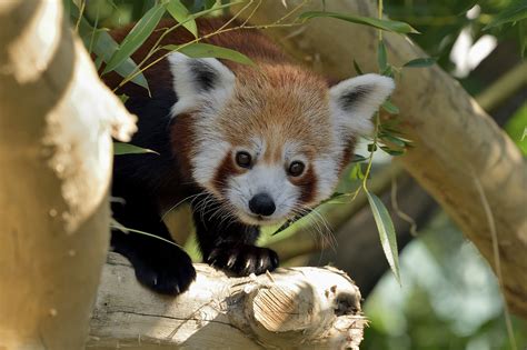 To date, pandas is the only known subset of pans, but we may discover more causes in the future. Die Roten Pandas sind zurück! - News - W24