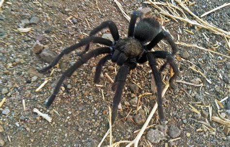 Los Angeles Hikers Warned About Tarantulas Around Trails