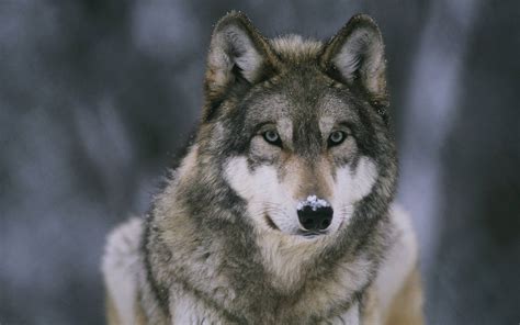 Wolf Image Wallpapers Wallpaper Cave