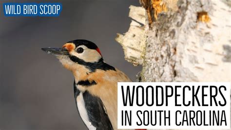 Woodpeckers In South Carolina 8 Must See Species Youtube