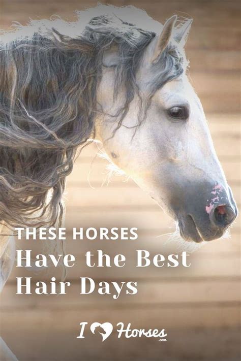 5 Horse Breeds That Have Unique Manes Horse Breeds Horses Beautiful