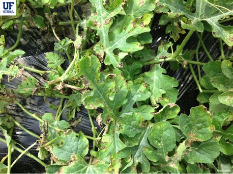 Watermelon Update March Panhandle Agriculture