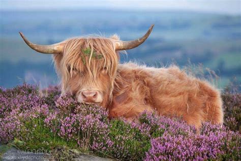 Pin By Cecelia Prosser On Pictures To Paint Highland Cow Poster