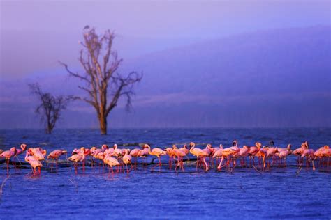 Lake Nakuru National Park The Ultimate Guide Kenya Safaris