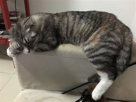 Most, but certainly not all, purring seems to be done for the benefit of humans. Time in America has Turned My Cat Lazy, but She's Happy