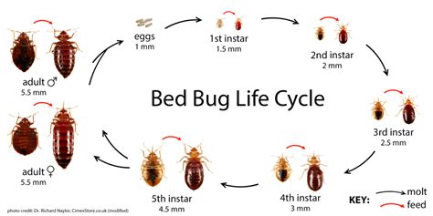 Click through and learn how to send some of the most common household bugs packing. Bedbug ID and common misidentifications : Bedbugs