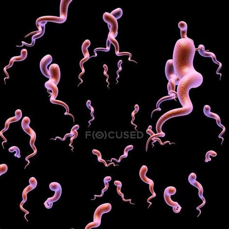 Syphilis Bacteria Shape And Structure — Illness Infected Stock Photo