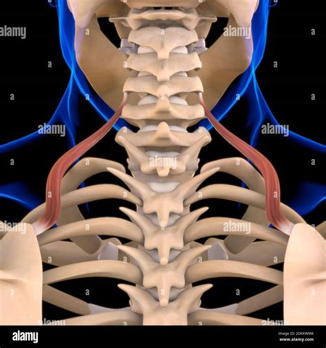 Levator Scapulae Muscle Anatomy For Medical Concept 3d Illustration