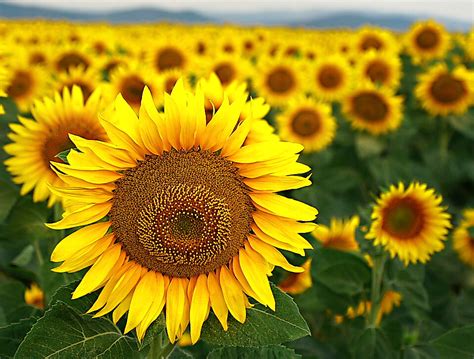 Field Of Sunflowers Flickr