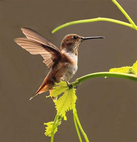 Hummingbird By Judith Szantyr In 2021 Hummingbird Pretty Birds Birds