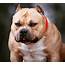 Top 5 Kibbles For Your American Bully – Thee BullCo