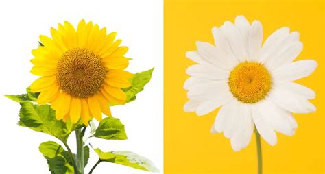 Sunflower Vs Daisy Differences Between Sunflowers And Daisy