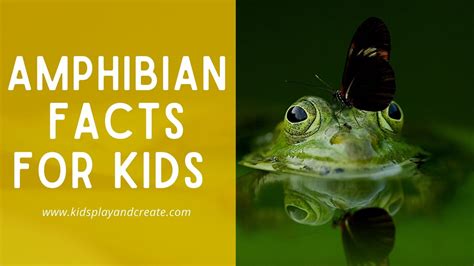 Amphibians Go Through Metamorphosis Fun Amphibian Facts For Kids Kids