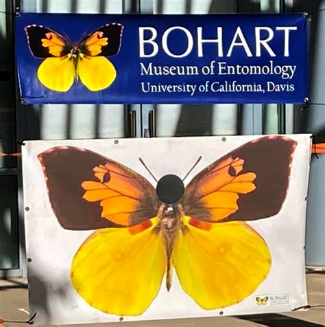 In Celebration Of The Bohart Museums 75th Year Bug Squad Anr Blogs