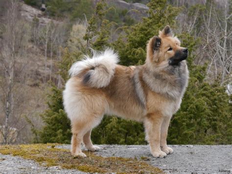 Eurasier Dog Breeds German Dog Breeds Beautiful Dogs