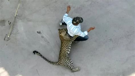 Shocking Video Shows Terrifying Leopard Attack In Indian City Fox News