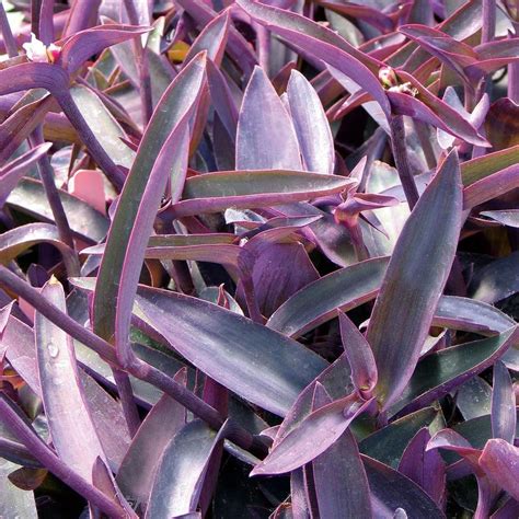 Purple Queen Troys Tropics Retail Plant Nursery Landscaping And