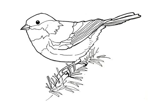 Bird Line Drawing At Getdrawings Free Download