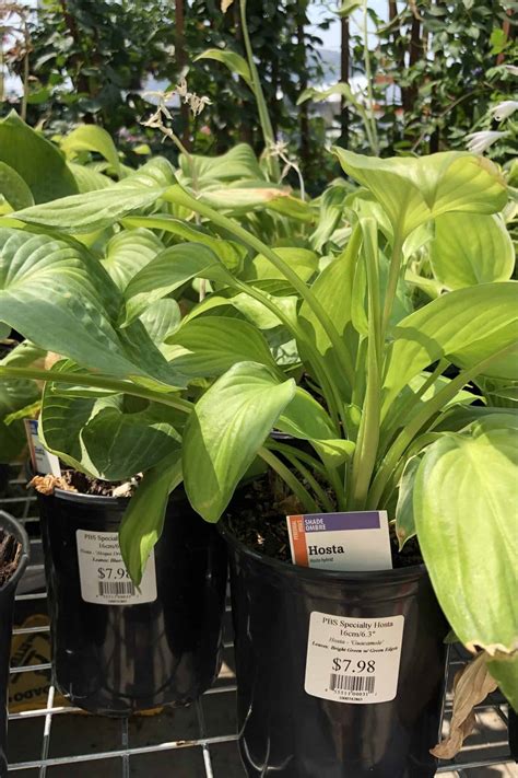 Guacamole Hosta 🌱 🥑 🌿 Discover The Joy Of Growing This Vibrant Variety