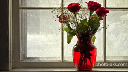«individ» va «shaxs» tushunchalari bir biriga o`xshash bo`lmagani singari, o`z navbatida. عکس گلدان گلهای رز rose vase flowers