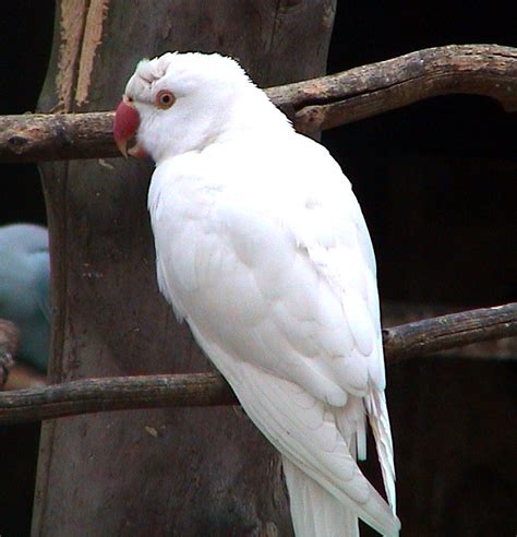 White Parrots ~ My Pets