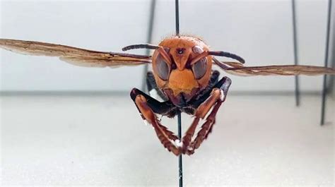 Invasive Murder Hornets Seen For First Time In The Us Researchers Say