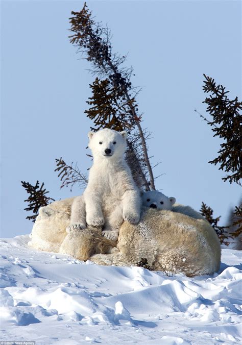 Polar Bear Cub Hitches A Lift From His Mother In Canadian Wilderness