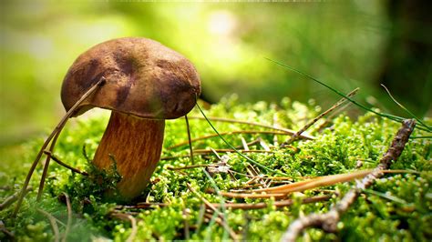 Самые ранние съедобные грибы - список, описание, фото и видео - «Как и ...
