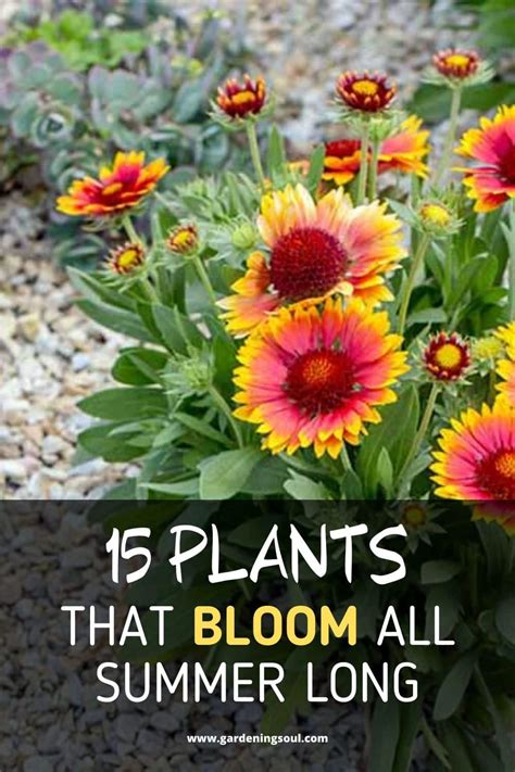 15 Plants That Bloom All Summer Long