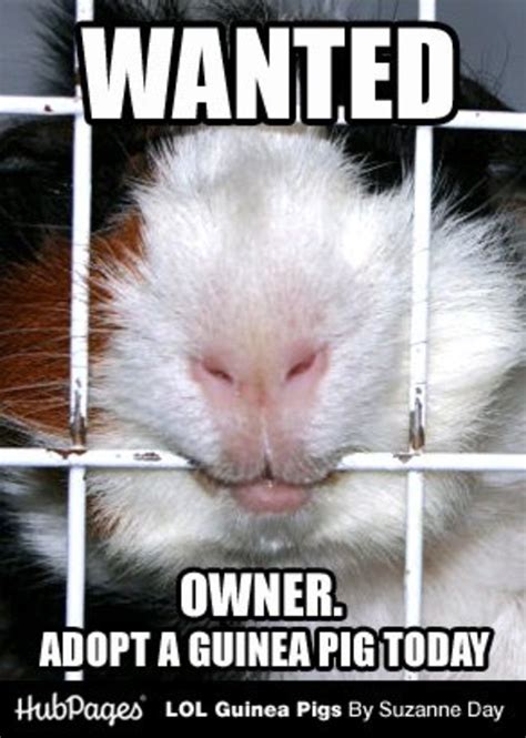 Funny Guinea Pig Photos And Cavy Memes Lol Guinea Pigs Lolguineapigs