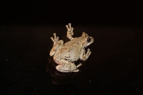 Free Images Nature Cute Wildlife Wild Toad Amphibian Fauna