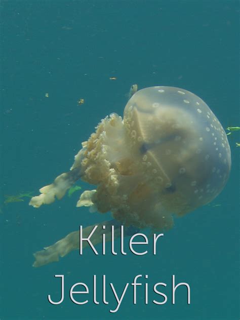 Killer Jellyfish Where To Watch And Stream Tv Guide