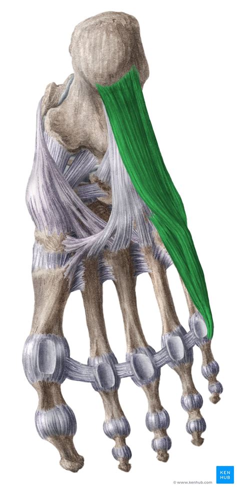 Lateral Plantar Muscles Of Foot Anatomy Kenhub