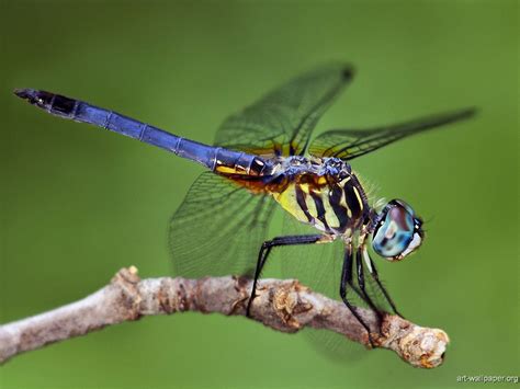 Dragonfly Dragonfly Dragonfly Wallpaper Insects