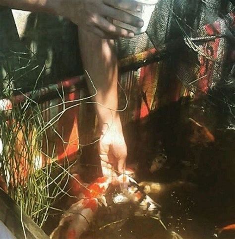 But, will a koi eat goldfish? What do koi fish eat Urge Feeding Tips Recommendations 2019 (With images) | Koi fish food, Koi ...