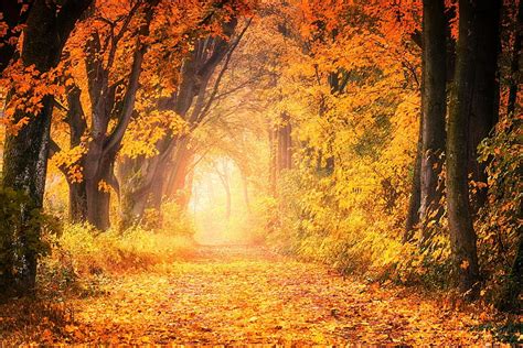 Fall Forest Colorful Forest Hd Wallpaper Pxfuel