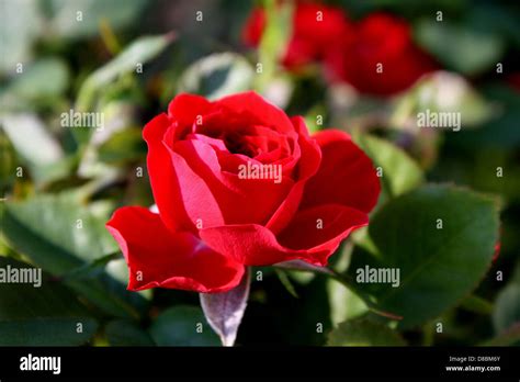 Red Rosebud Opening Stock Photo Alamy