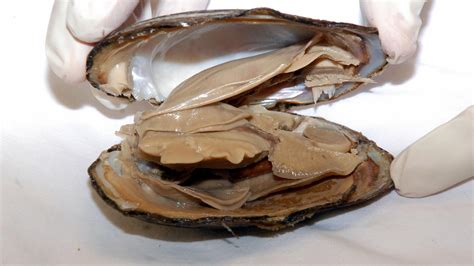 Dissection 101 Detailed Clam Dissection Video Pbs Learningmedia