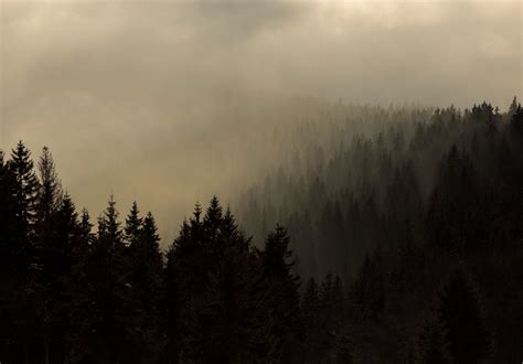 Forest In Fog Copyright Free Photo By M Vorel Libreshot