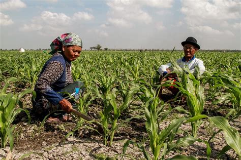 Musim Kemarau Petani Manfaatkan Rawa Yang Mengering Id