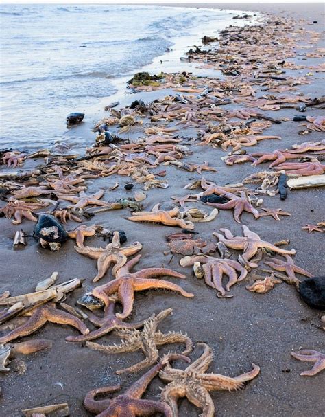 Storm Arwen Hundreds Of Starfish Washed Up On Beach Bbc News