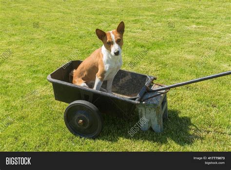 Young Basenji Dog Image And Photo Free Trial Bigstock