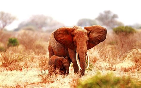 Elephant Baby Images Hd Desktop Wallpapers 4k Hd