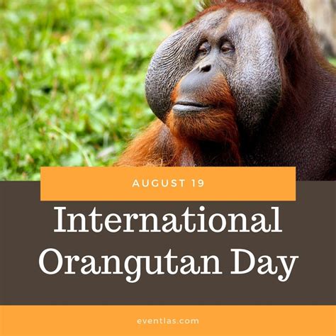 List of the 2021 international holidays or international festivals for 2021. International Orangutan Day 2021 | Eventlas